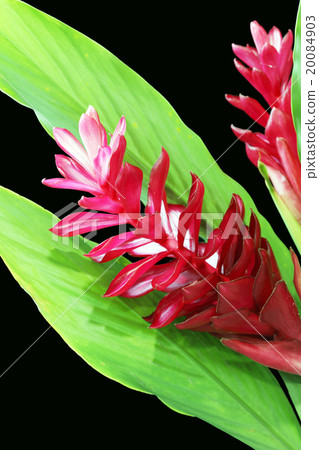 Torch Ginger red flower Torch Ginger red flower 20084903