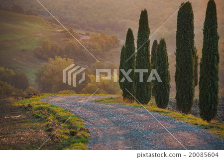 Cypresses and road 20085604