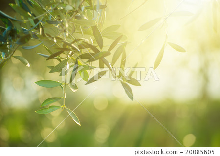 Olive tree with leaves 20085605