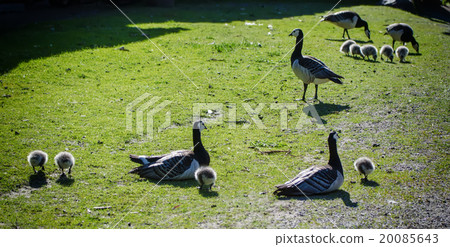 Canada goose bird Canada goose bird 20085643