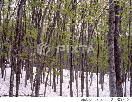 Fresh green beech forest Fresh green beech forest 20085720