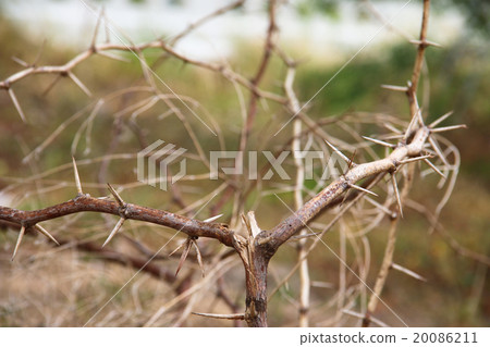dry thorn 20086211