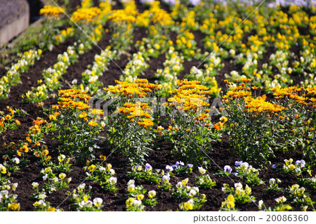  Flower garden 20086360