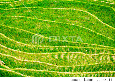 Rice Field 20086411