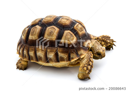 Leopard Tortoise Leopard Tortoise 20086643