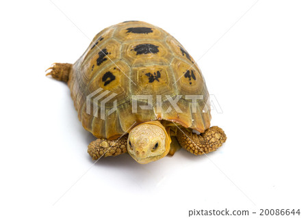 Elogated Tortoise Elogated Tortoise 20086644