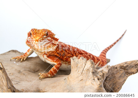 Bearded Dragon 20086645