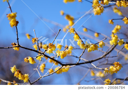 Sosin Ryubai 20086784