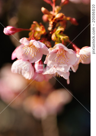 Ookanzakura 20086810