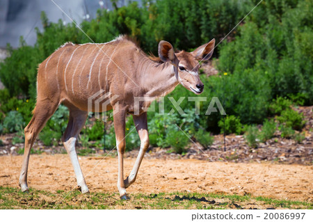Greater kudu Greater kudu 20086997