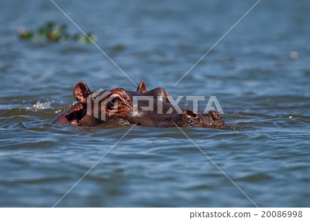 Hippo Hippo 20086998