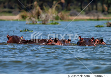 Hippos' family Hippos' family 20086999