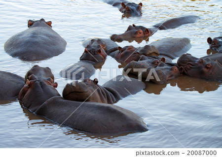 Hippos Hippos 20087000