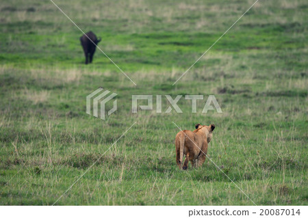 Predator and prey 20087014