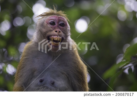 Sri-Lankan toque macaque (Macaca sinica) 20087017