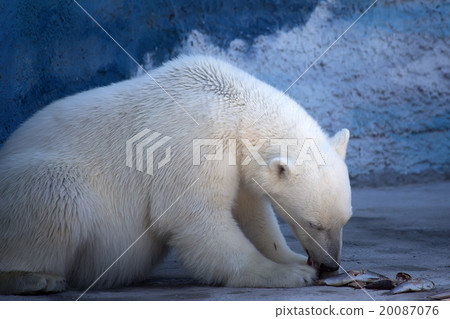 Polar bear 20087076