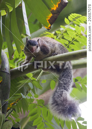 Grizzled giant squirrel (Ratufa macroura) Grizzled giant squirrel (Ratufa macroura) 20087078