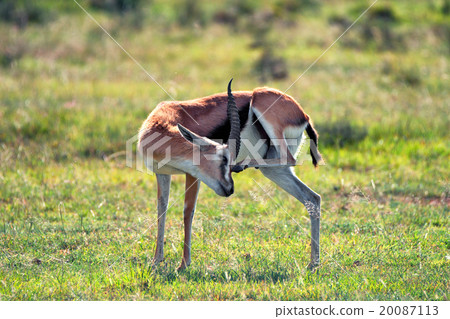 Wild Thompson's gazelle Wild Thompson's gazelle 20087113
