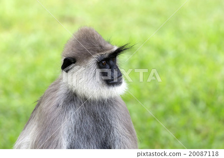 Gray langur (Semnopithecus etellus) 20087118