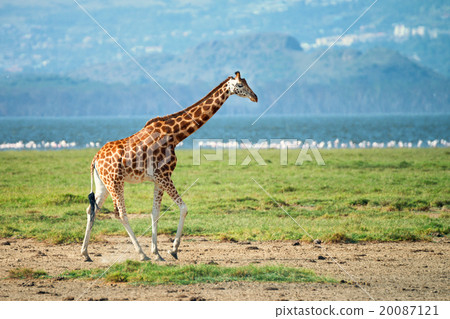 Giraffe Giraffe 20087121