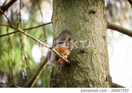 Eurasian red squirrel in the tree Eurasian red squirrel in the tree 20087397