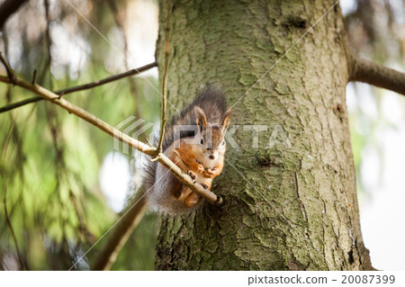 Eurasian red squirrel in the tree 20087399