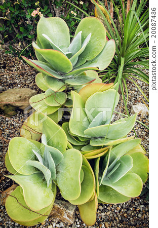 Kalanchoe thyrsiflora plant 20087486
