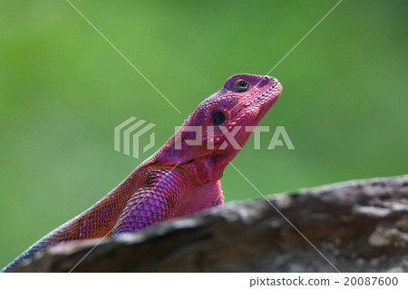 Mwanza flat-headed rock agama 20087600