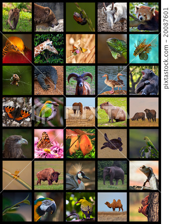 Animals Animals 20087601