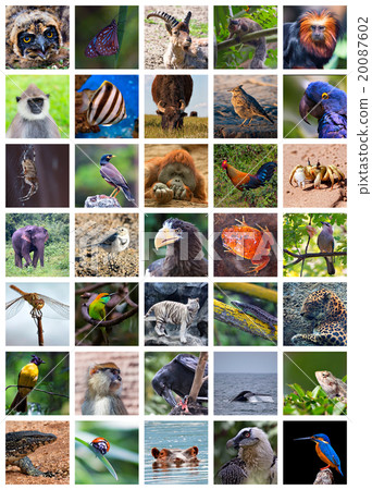 Animals od the world Animals od the world 20087602