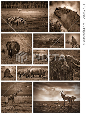 African safari black and white African safari black and white 20087604