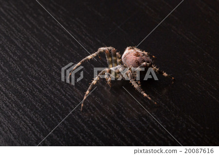 Araneus diadematus 20087616