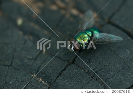 Common greenbottle fly 20087618