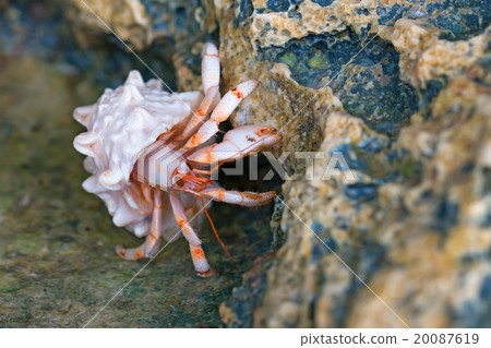 Hermit crab 20087619
