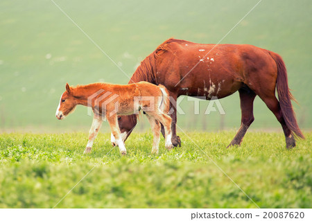 Mare and foal 20087620