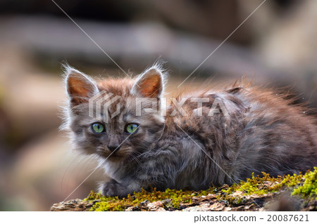 Stray kitten 20087621