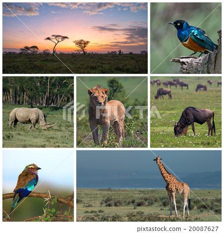 Savannah Safari 20087627