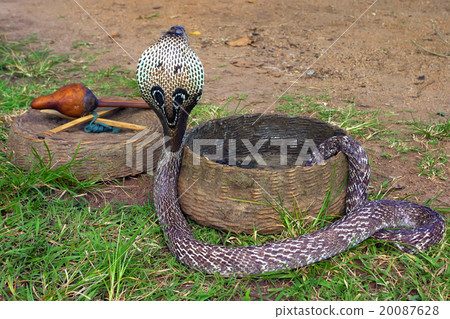 Snake charming 20087628