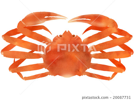 Fresh frontal view 20087731