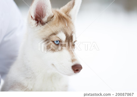 Portrait of a husky puppy 20087867