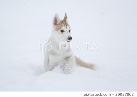 Running husky puppy 20087868
