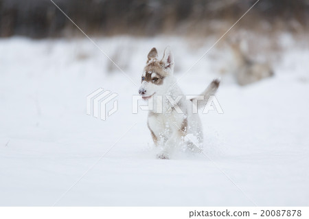 Running husky puppy 20087878