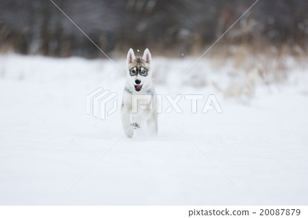 Running husky puppy Running husky puppy 20087879