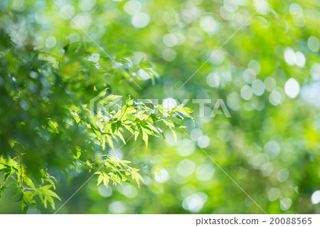 新鮮綠色的閃閃發光 新鮮綠色的閃閃發光 20088565