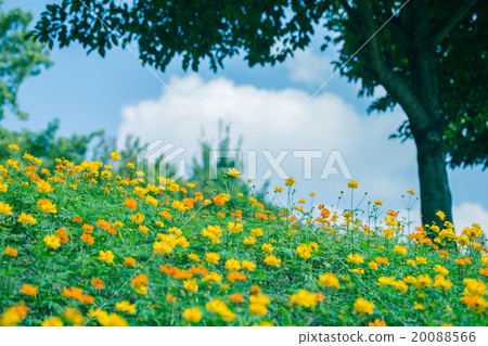 Blue sky and flower garden Blue sky and flower garden 20088566