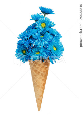 blue chrysanthemum ice cream cone flower beautiful 20088840