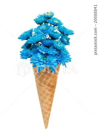 blue chrysanthemum ice cream cone flower beautiful 20088841