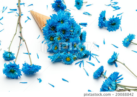 blue chrysanthemum ice cream cone flower beautiful 20088842