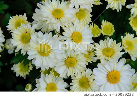 white flowers background 20089228