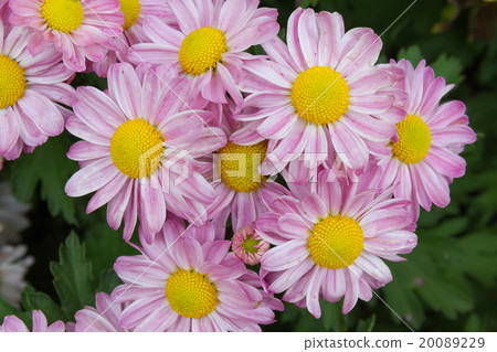 pink flowers background 20089229